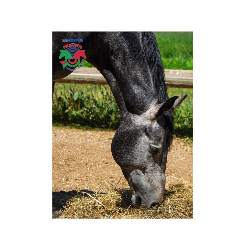Una buona domanda da porsi è: “quali tipi di ulcere sono tipiche dei cavalli?”
La prima risposta è che le ulcere gastriche, nei cavalli, possono essere a carico della parte di mucosa squamosa oppure di quella ghiandolare.
Bisogna poi precisare che lo stomaco dei cavalli ha alcune peculiarità: