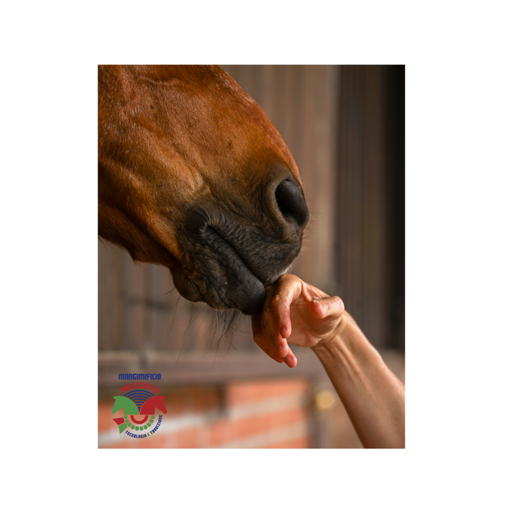 La salute respiratoria è essenziale per le prestazioni del cavallo, ma è spesso sottovalutata o fraintesa. Il sistema respiratorio equino è molto diverso da quello umano e diversi fattori contribuiscono a far sì che i cavalli atleti diventino carenti di ossigeno, anche a livelli sub-massimali di esercizio.