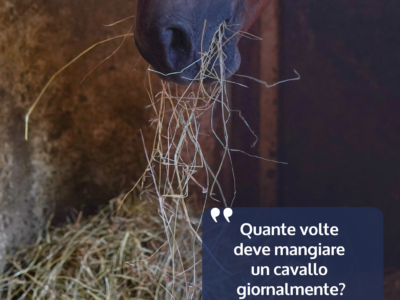 Domande_FIENO_MP_2026 Domande_FIENO_MP_2026