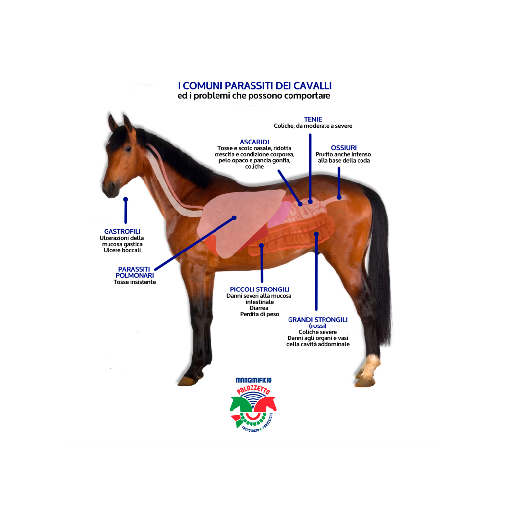 Quando si trattano i cavalli con gli antielmintici, si usa spesso il termine di “sverminare” i cavalli, anche se quelli che vengono combattuti non sono – tecnicamente – vermi ma parassiti che infestano l’intestino o altre parti dell’organismo. Il termine sverminare è però entrato nell’uso quotidiano, e perciò ha acquisito una sua ragione di essere. Le strategie comunemente e ripetutamente utilizzate per il controllo dei parassiti nei cavalli adulti si basano in gran parte su conoscenze e concetti che hanno più di 50 anni; tuttavia, si dovrebbe sapere che questo approccio della vecchia scuola sta rapidamente diventando obsoleto, non è solo uno spreco di tempo e denaro, ma soprattutto perché è dimostrato che ha creato forme di resistenza ai farmaci da parte dei parassiti stessi.