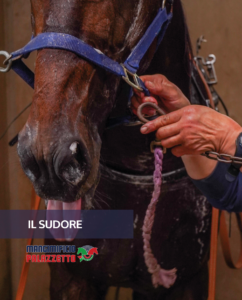 SETTEMBRE_sudore_1_articoliPalazzetto_2025