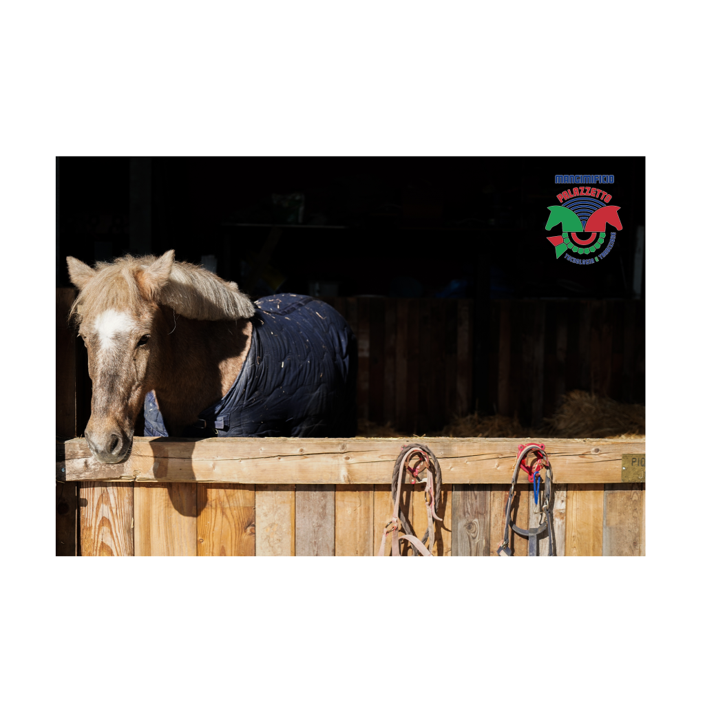 La salute respiratoria è essenziale per le prestazioni del cavallo, ma è spesso sottovalutata o fraintesa. Il sistema respiratorio equino è molto diverso da quello umano e diversi fattori contribuiscono a far sì che i cavalli atleti diventino carenti di ossigeno, anche a livelli sub-massimali di esercizio.
A causa di tutte le limitazioni di questo sistema e della sua complessità, anche una piccola ostruzione o infiammazione in qualsiasi parte del tratto respiratorio ha un grande impatto sulle prestazioni del tuo cavallo. Potresti anche far fatica a riconoscere che i problemi di scarso rendimento del tuo cavallo sono legati alla situazione respiratoria. Tosse o secrezione nasale sono chiari sintomi di problemi respiratori. Ma una 